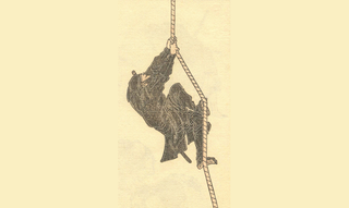 Illustration for article titled The Truth About Ninjas